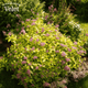 Спирея японская Голден Принцесс. (Spiraea japonica Golden Princess) Р9 - изображение 2