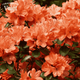Рододендрон (азалия японская) Гейша Оранж (Rhododendron obtusum Geisha Orange), C3 - изображение 1