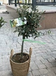 Оливка/Оливкове дерево h 50 см - изображение 4