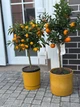 Цитрус Мандаринове дерево h 85 см - изображение 5