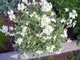 Арабис Кавказский Вариегата (Variegata) Р9 - изображение 2