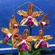 Каттлея не квітуча сорту Леопард Лью Сатай (Leopard Lou Satay) в горщику 2.5", посадка мох, без квітів - зображення 2
