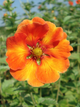 Перстач William Rollisson - изображение 1