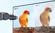 Монитор 27" Xiaomi A27Qi 2026 (ELA6568EU) (1185163) - изображение 6