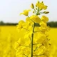 Семена Рапс зимний 1кг Украина - изображение 2