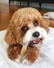 Гималайский сыр чхурпи для собак HealthyDoggo Himalayan Cheese в форме бруска размер S - изображение 5
