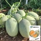 Семена китайской дыни Хами Hami melon, 5 шт - изображение 1