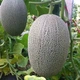 Семена китайской дыни Хами Hami melon, 5 шт - изображение 4