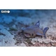 Збірна 3D модель Eugy Зоопарк Китова акула (XEG-049) - зображення 6