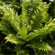 Папоротник Страусово перо. (Matteuccia struthiopteris) С3 - изображение 1