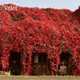 Виноград Вічі щеплений (Parthenocissus tricuspidata Veitchii) С1 - зображення 4