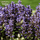 Живучка Чоклед Чип. (Ajuga reptans Chocolate Chip) Р9 - изображение 3