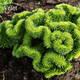 Очиток кристатум (Sedum Cristatum) – редкий суккулент "гребень" - изображение 1