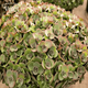 Седум/Очиток Лайм Зингер. (Sedum Lime Zinger) Р9 - изображение 1