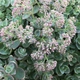 Седум/Очиток Лайм Зингер. (Sedum Lime Zinger) Р9 - изображение 2