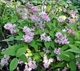 Дейція шорстка "Codsall Pink" C7.5 h80-100 - зображення 3