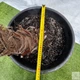 Пальма Trachycarpus Fortunei(Chamaerops Excelsa) 130 см - изображение 8
