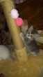Кігтеточка стовпчик для кошеняти Oppa Styopa джут 30х30х40 см бежева - зображення 4