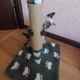 Когтеточка столбик для котенка Oppa Styopa Айдахо джут 30х30х40 см серая с лапкками - изображение 8