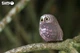 Model 3D do złożenia Eugy Zoo Sowa (9421035150422) - obraz 12