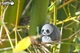 Model 3D do złożenia Eugy Zoo Panda (9421035150125) - obraz 8