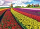 Puzzle Eurographics Pole tulipanów w Holandii 1000 elementów (628136653268) - obraz 2