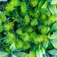 Фитомодуль искусственный Травяной микс 50х50 см 119295-025 - изображение 5