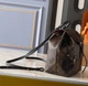 Рюкзак жіночий Louis Vuitton Big size коричневий монограм (075) - изображение 2