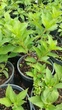 Гортензия метельчатая Литл Квик Файер (Little Quick Fire) С2 - изображение 3