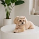Кепка для собак Pet Fashion Glamor золотая XL (MLZ12128) - изображение 3