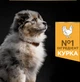 Сухой корм Purina PRO PLAN Medium Puppy <1 Healthy Start для щенков средних пород, с курицей 3 кг (7613035114869) - изображение 6