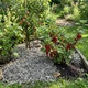 Костра конопляная Greenery Land для мульчирования микс, фракция 10-40 мм, 50 л (20888kmd) - изображение 3