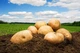 Комплексное удобрение Green NPK для роста, укоренения и урожайности 400 г - изображение 8