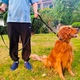 Светоотражающий поводок 1,75 м для собак с металлическим карабином лягушка черный - изображение 2