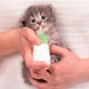 Бутылка для кормления молоком котят и щенков Taotaopets 126606 Green с соской щетки для мытья - изображение 2
