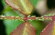 Инсекто-фунгицид RoseMix, 10 г - изображение 4