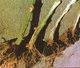 Биофунгицид МикоХелп 20 г Trichoderma + Bacillus от корневой гнили, фузариоза. - изображение 2
