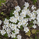 Иберис вечнозеленый сноубол. (Iberis sempervirens Snowball) Р9, Белый - изображение 3