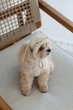 Кепка Pet Fashion Glamor для собак ХS 4823082445950 - изображение 4