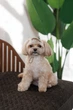 Кепка Pet Fashion Glamor для собак ХS 4823082445950 - изображение 5