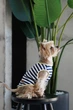 Майка Pet Fashion Tropic для собак XS2 4823082445738 - зображення 3
