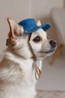 Панама Pet Fashion Stars для собак XS 4823082446131 - зображення 4
