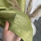 Шторы софт-велюр блекаут ALBO салатовые 150×270 см, комплект 2 шт. (SH-250-4) - изображение 4