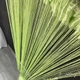 Нитяные шторы однотонные Салатовые 300x280 cm ALBO (NO-8) - изображение 4