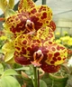 Орхідея (підліток зараз без квітів) TopDreams Phal 6232 Jungle (Haur Jih Princess 'Python') 1.7 (мох) - изображение 5