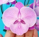 Орхідея (підліток зараз без квітів) TopDreams Phal 1072 Pink Lips біг ліп розмір 1.7 (мох) - изображение 1
