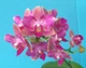 Орхідея (підліток зараз без квітів) TopDreams Phal 5043 Kitty Aroma метелик 1.7 (мох) - изображение 5