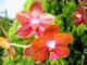 Орхідея (підліток зараз без квітів) TopDreams Phal 1223-1 Joy Auckland Beauty воскові квіти 6 см, має приємний, часто цитрусовий аромат, в розмірі 1.7 (мох) - изображение 1
