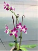 Орхідея (підліток зараз без квітів) TopDreams Phal 4455 / 6153-1 Speciosa дуже ароматний 1.7 (мох) - изображение 1