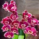 Орхідея (підліток зараз без квітів) TopDreams Phal 5785 Knight Rider (Happy Butterfly) схильність до мутації метелика, але не 100% 1.7 (мох) - изображение 7